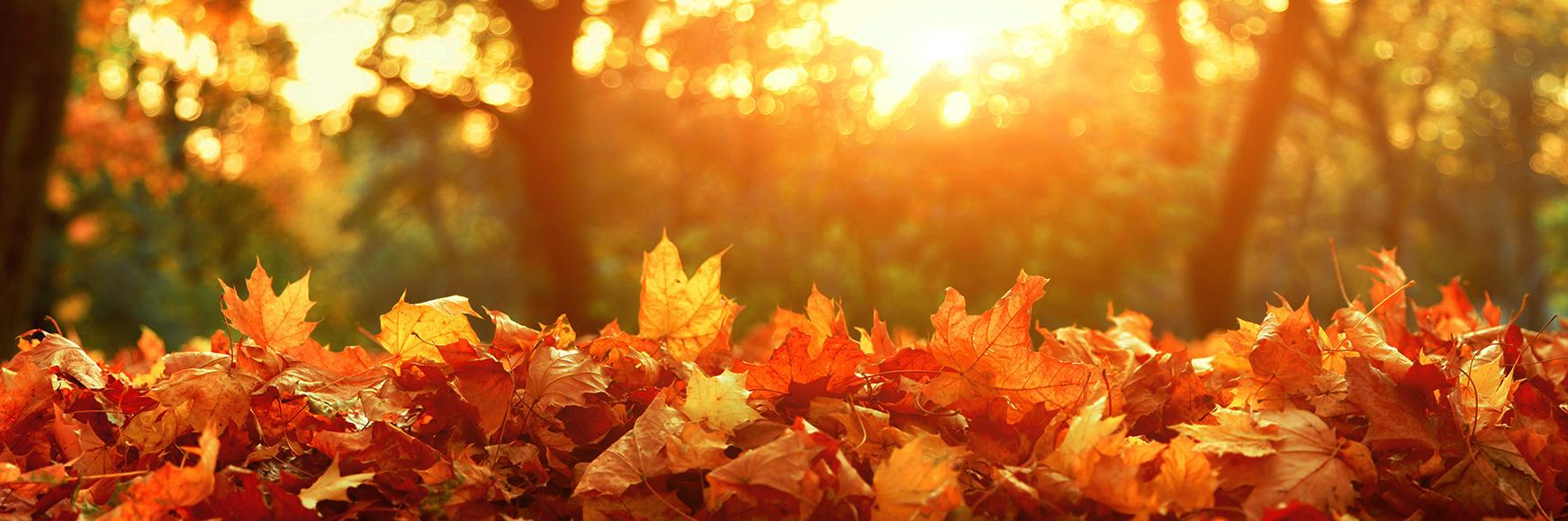 Five activities to try on an Autumn Day banner image