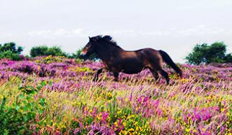 Exmoor Pony in Heather - Image: ENPA