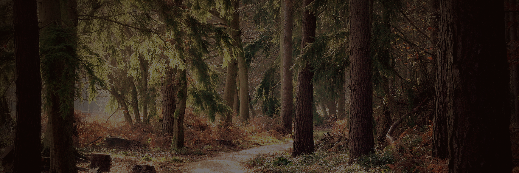 ​How do I spot an Ancient Woodland? banner image