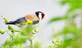 Goldfinch -  Image: ENPA/Heather Lowther